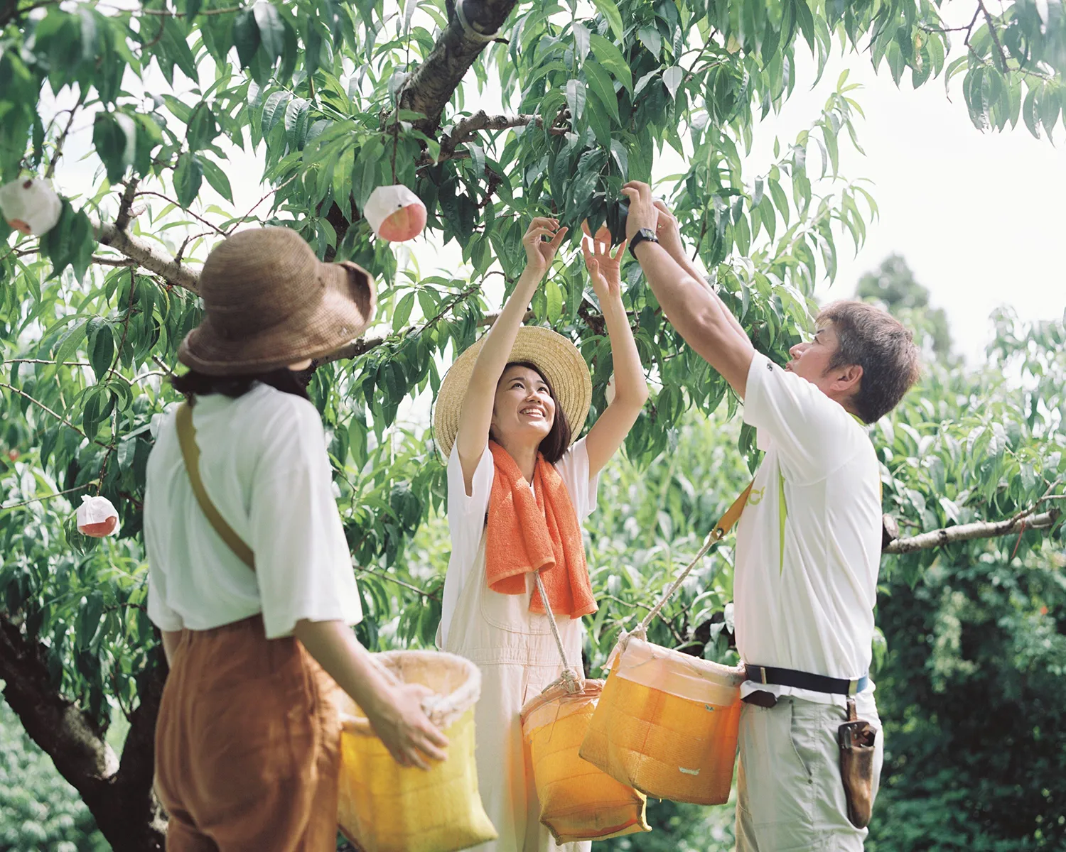 国見町 特産 桃畑